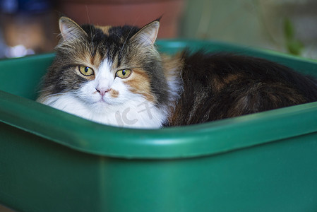 绿色的衣服摄影照片_一只猫在盆里的特写镜头。三只彩色的猫坐在一个绿色的盆里洗衣服。猫坐在塑料盆里。