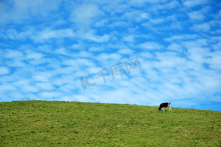 蓝天上的牛
