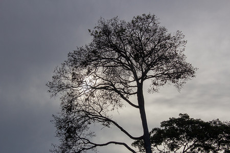 树坚硬摄影照片_多云的夜晚树木的轮廓，太阳躲在坚硬的云层后面