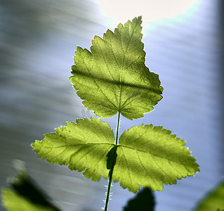 模糊·愉快·有雾·树叶·绿色·树叶·早晨·自然·植物部分·晴天