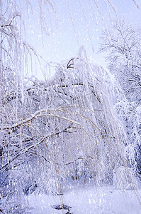 在雪中的冰上悬挂柳树枝的底部视图。