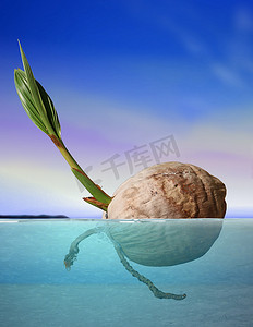 椰子种子在蓝天下漂浮在海上
