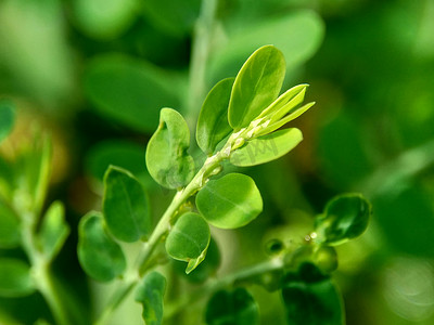 具有自然背景的绿色叶下珠叶（meniran，室苦，gripeweed，shatterstone，stonebreaker，leafflower）。