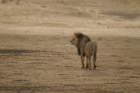 猫鼠摄影照片_荒野中的雄狮
