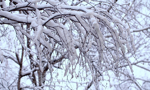 树枝状水系摄影照片_雪下的白桦树枝