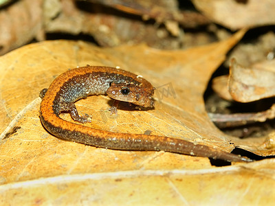 红背蝾螈 (Plethodon cinereus)