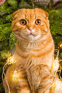 苏格兰折耳猫红猫正坐在圣诞树附近