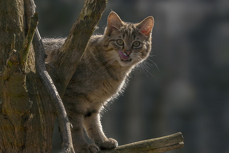 绿季叶林中的野猫