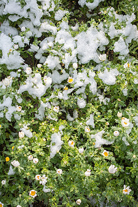 雪下初开春花