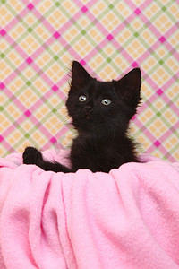 粉红色柔和背景上好奇的小猫