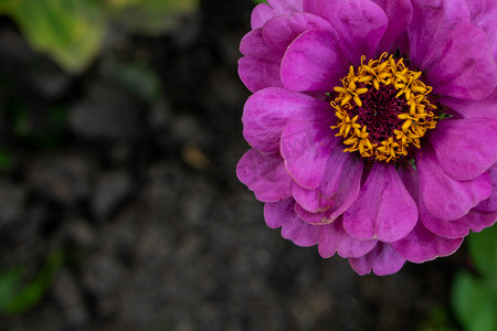 一朵美丽的紫丁香百日菊花位于照片的角落，并为您的文字留出空间
