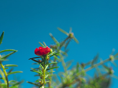 天空深蓝摄影照片_与绿色叶子的红色花灌木在深蓝天空背景。