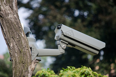 树上的监控摄像头