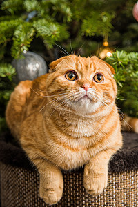 圣诞节红色圣诞树摄影照片_苏格兰折耳猫红猫坐在圣诞树附近