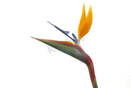 天堂鸟花 (Strelitzia reginae) 上白色 b 孤立