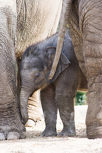 亚洲象——妈妈和宝宝