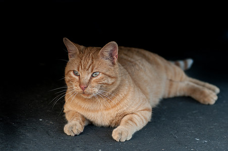 流浪猫