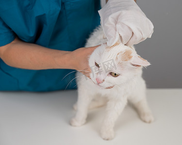 兽医用一次性湿手套清洗毛茸茸的白猫。