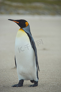 海洋王国摄影照片_王企鹅