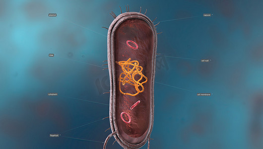 脑膜炎摄影照片_细菌是一种简单的生命形式，称为原核生物。