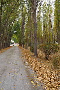 秋天杨树和黄杨树之间的人行道，
