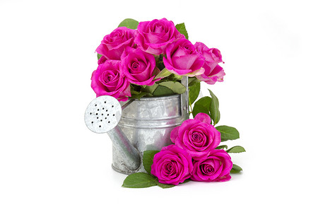 喷壶里的粉红玫瑰