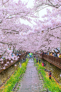镇海郡行节是韩国最大的樱花节。