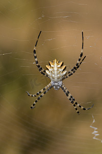 蜘蛛（Argiope lobata）