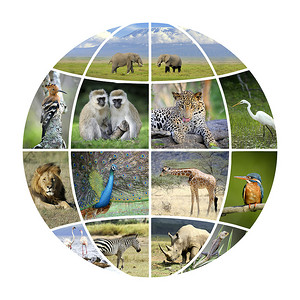 圆的动物摄影照片_与照片动物的地球设计