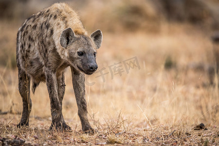 克鲁格河中的年轻斑点鬣狗。