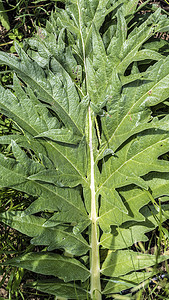 朝鲜蓟植物大叶子