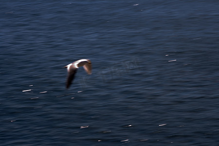 海鸥快速飞过海洋