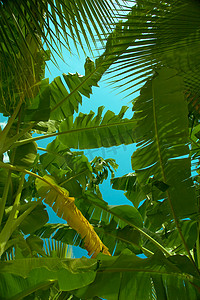 天宝香蕉摄影照片_天空中的棕榈叶