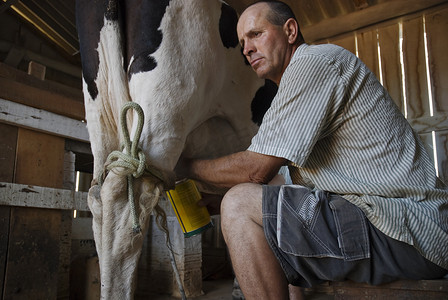 挤奶摄影照片_奶牛场的奶牛挤奶。