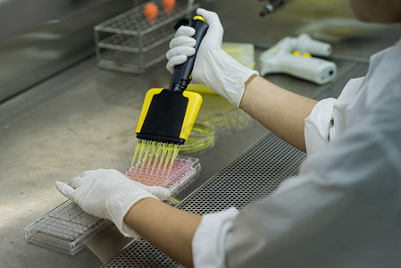 研究人员将测试液转移到 96 孔板中用于微生物