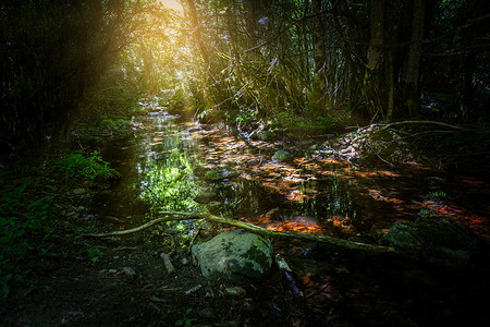 阳光小溪摄影照片_西班牙国家圣毛里奇公园森林中漂亮的小溪