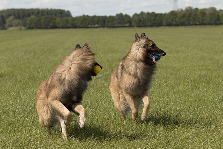 带球跑摄影照片_两只狗带着球跑