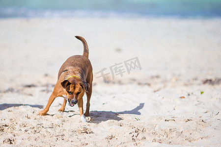 一只狗对着海滩上的一只小螃蟹狂吠