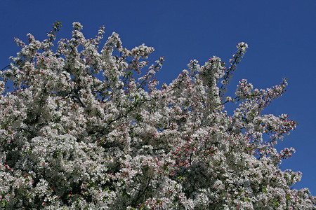 ume摄影照片_春天的樱桃树