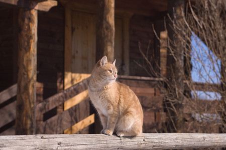 坐着的红虎斑猫