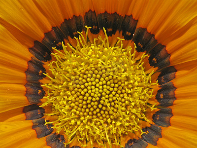 布兰迪洛夫写真摄影照片_Gazania Hybrid，Midday Gold（细节）