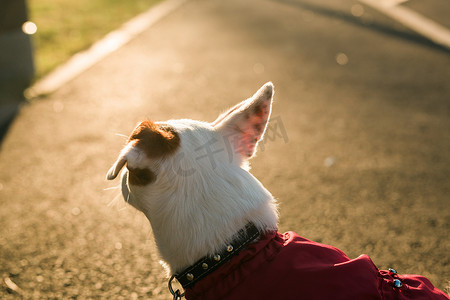 空白处摄影照片_穿着西装的可爱杰克罗素狗在秋季公园复制空间和空白处散步的后视肖像。