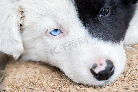 边境摄影照片_在农场的边境牧羊犬小狗