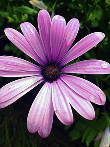 淡紫色雏菊
