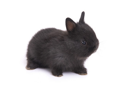白色背景上可爱的荷兰侏儒兔宝宝。