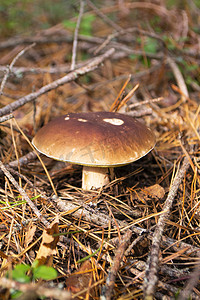 白俄罗斯野生森林的落叶下生长着秋夏蘑菇牛肝菌