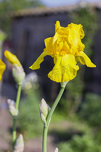 黄色鸢尾花 (lat. Íris) 花，多年生，春天的花朵