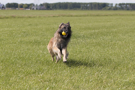 狗含着球奔跑