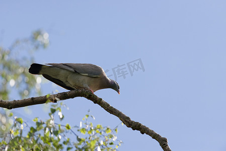 咕咕流水摄影照片_明亮的阳光钥匙照亮了树枝上这只长长的野林鸽