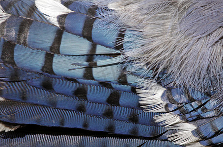 冠蓝鸦的羽毛